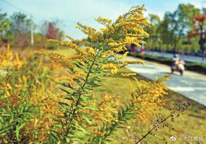 市民关注如何举报外来“生态杀手” 发现后可与所在各县（市）区主管部门联系休闲区蓝鸢梦想 - Www.slyday.coM