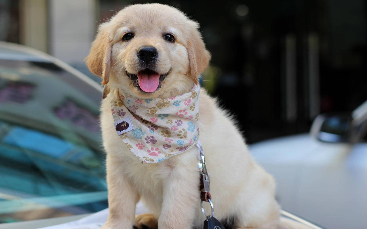 这些道理,我养狗多年才摸透,分享一下小经验