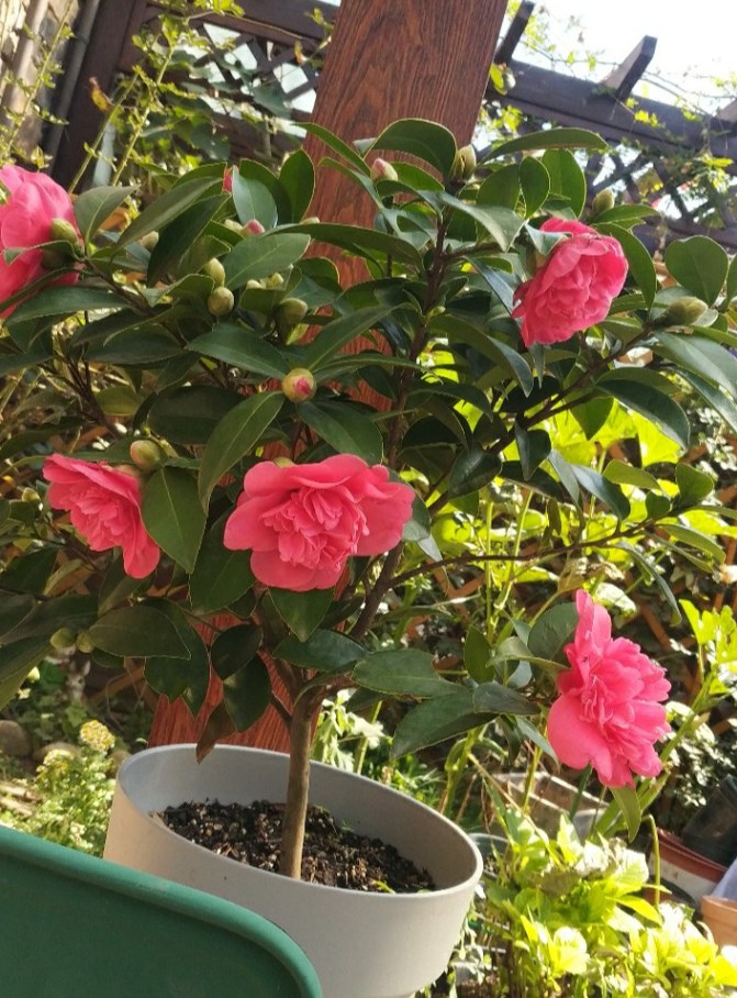 克瑞墨大牡丹茶花,零下十几度照样开花,新人盆栽再不怕冻坏了