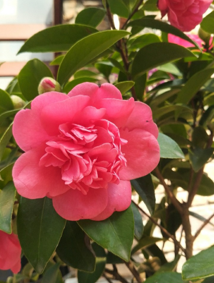 克瑞墨大牡丹茶花,零下十几度照样开花,新人盆栽再不怕冻坏了