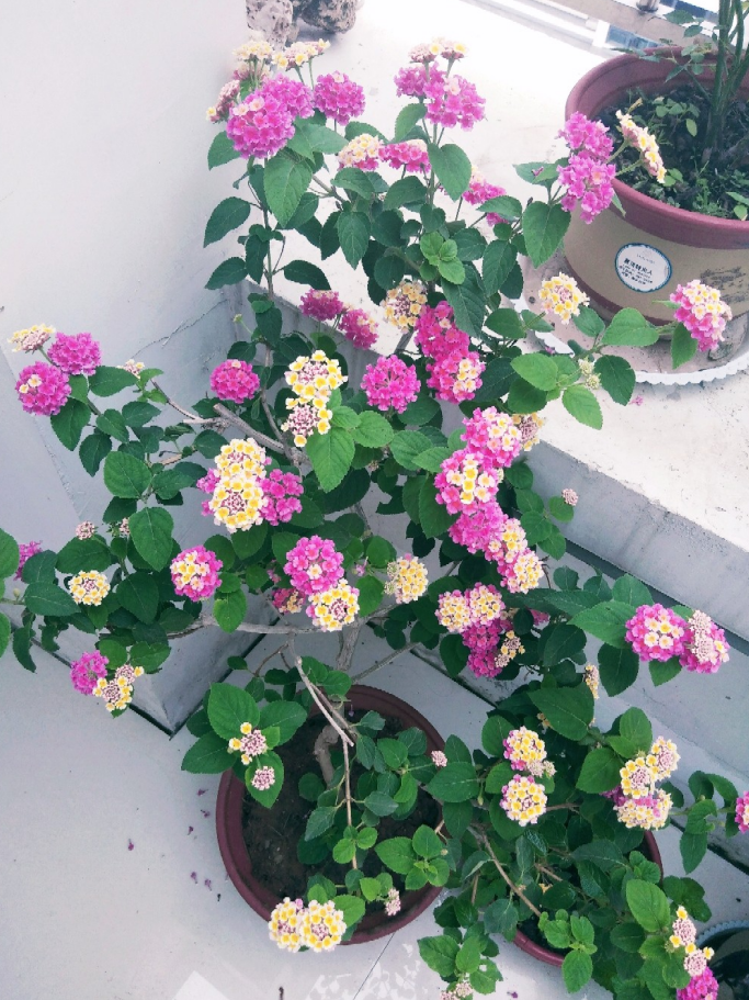 怎么养都养不死的五色梅盆栽掌握住这些技巧植株四季开花