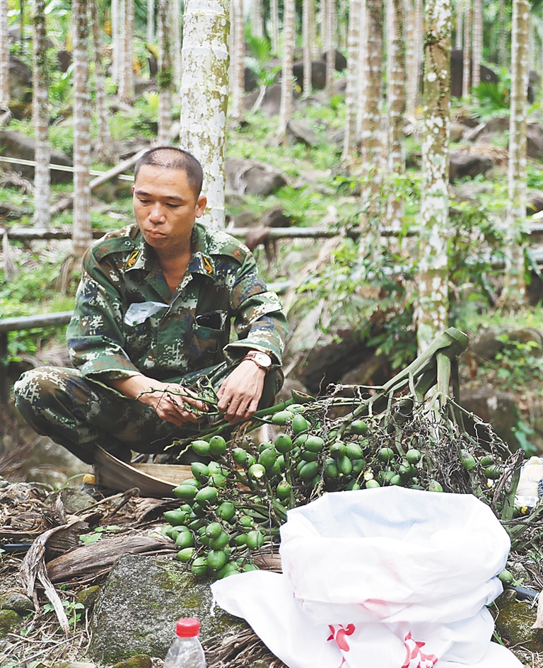 黄应成在摘槟榔.海南日报记者 李天平 摄