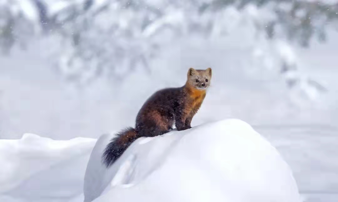 东北虎豹国家公园开展清山清套打击乱捕滥猎专项行动