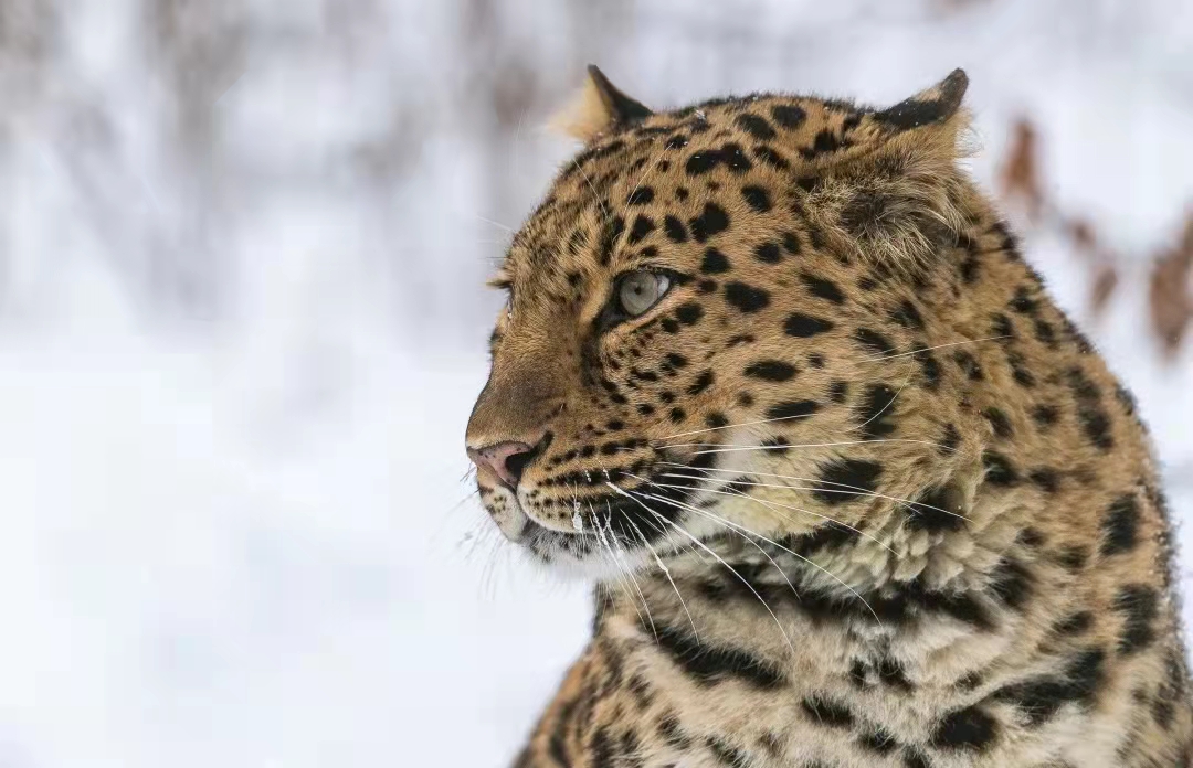 东北虎豹国家公园开展清山清套:打击乱捕滥猎专项行动 人兽冲突纳入