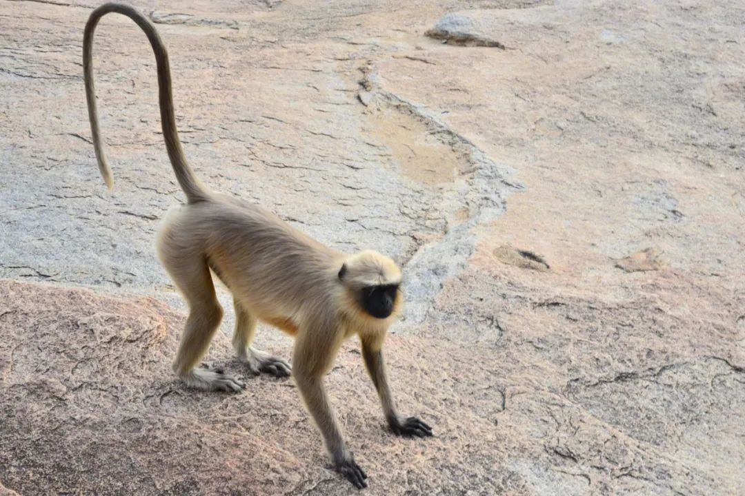 首选!大猴儿卵是什么意思"披星戴月"-第2张图片-华泰博客