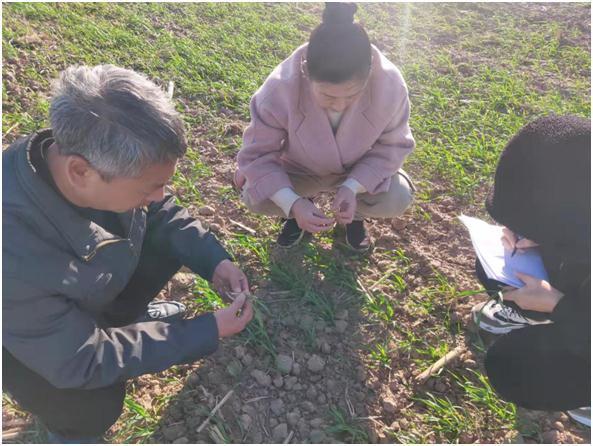 宝丰：农技专家现场支招 助力小麦安全过冬休闲区蓝鸢梦想 - Www.slyday.coM