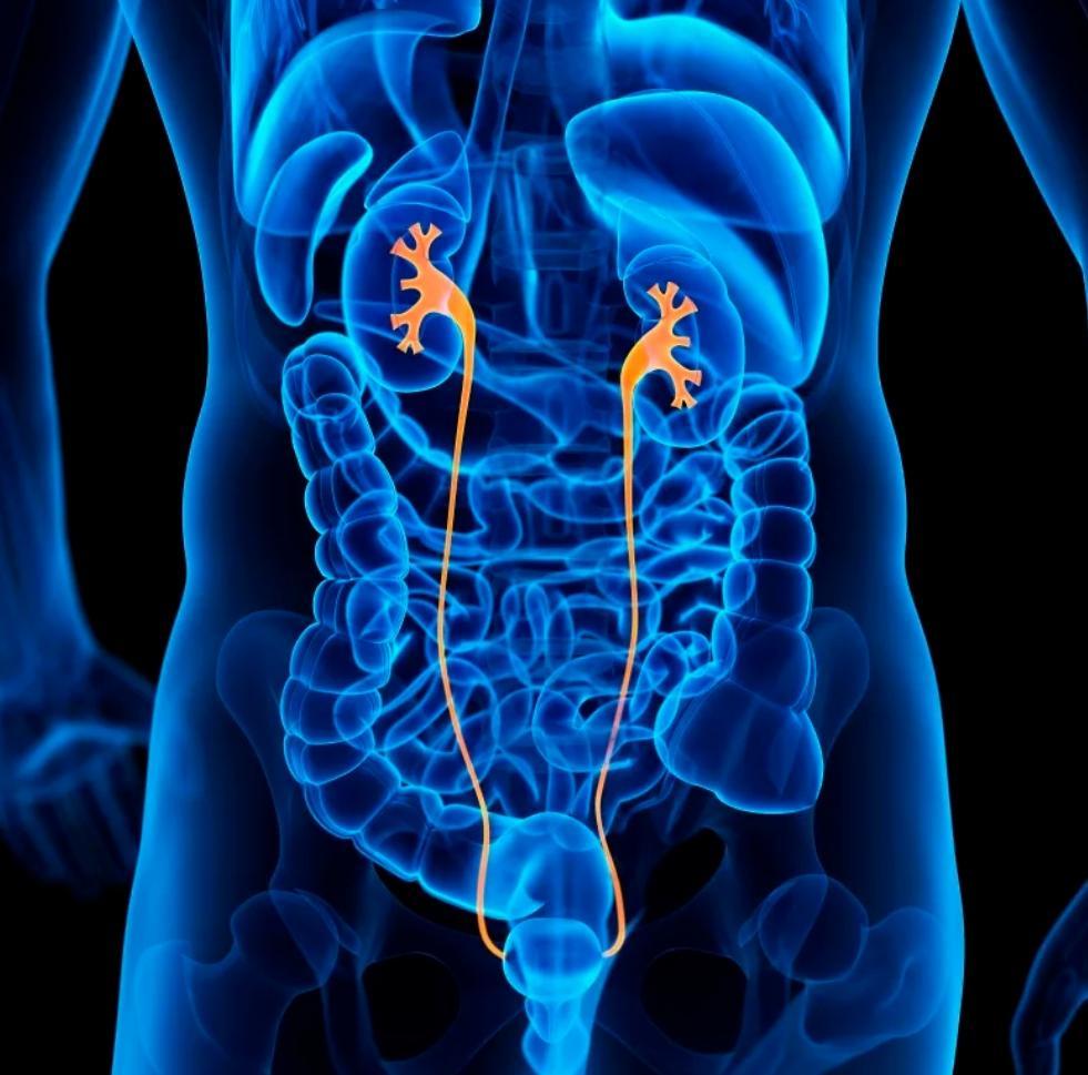 阑尾可"变废为宝",变"补丁"修好狭窄输尿管|肾脏_新浪新闻