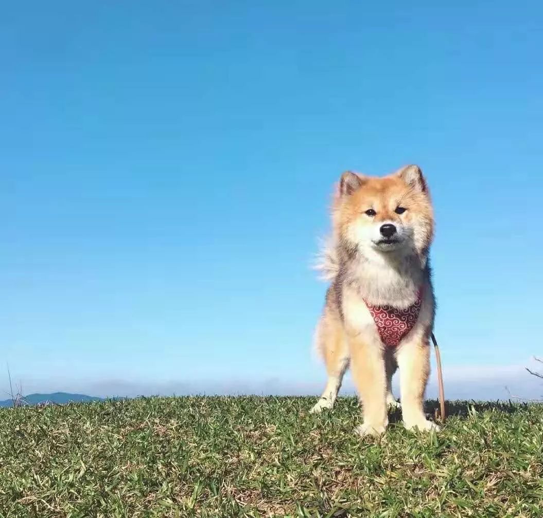 抱回来一只小黑柴却越长越黄 长大后 简直不敢信 狗 柴犬 新浪新闻 抱回来一只小黑柴却越长越黄 长大后 简直不敢信 狗 柴犬 新浪新闻