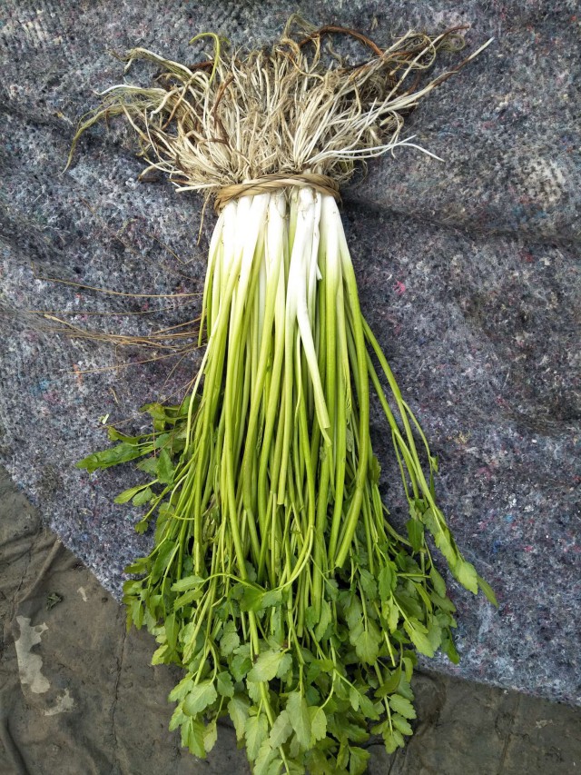 今年最后一道水八仙水芹来哉