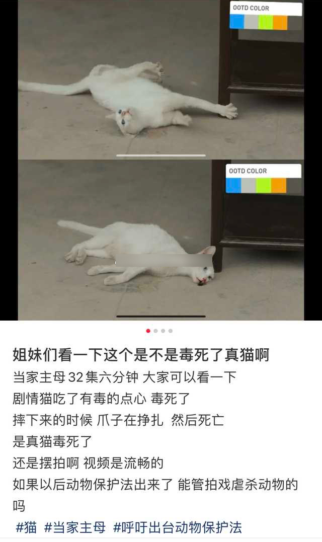 网友声讨《当家主母》毒死猫，剧组辟谣惹争议，却被扒出P图回应休闲区蓝鸢梦想 - Www.slyday.coM