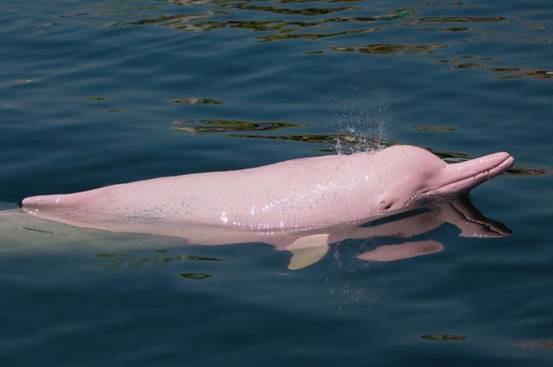 是新物种吗厦门海域发现一只金色海豚看起来金光闪闪太美了