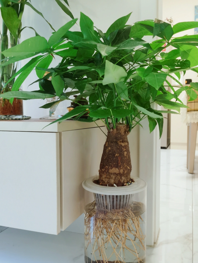 满足不了这4个条件,冬天就甭水培发财树了!