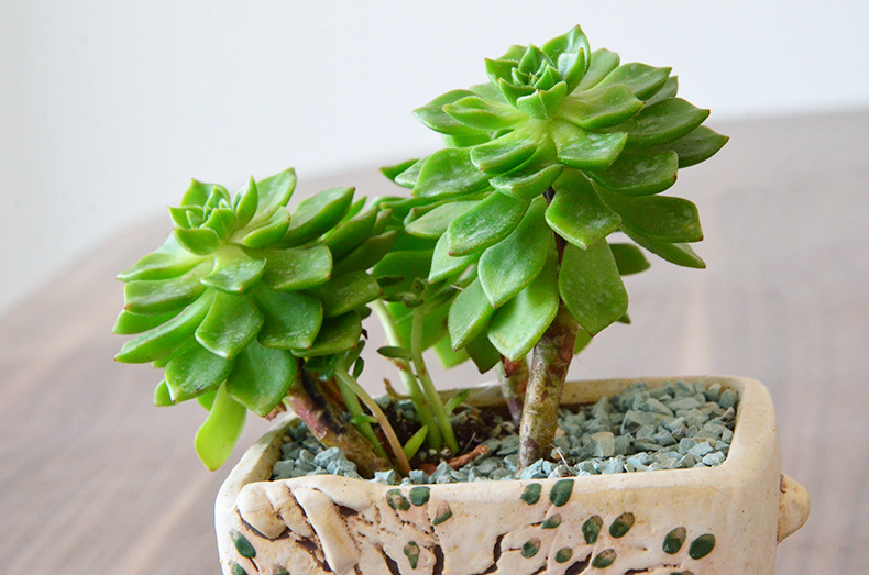 多肉蒂亚精贵难养多注意这4点轻松养成漂亮老桩