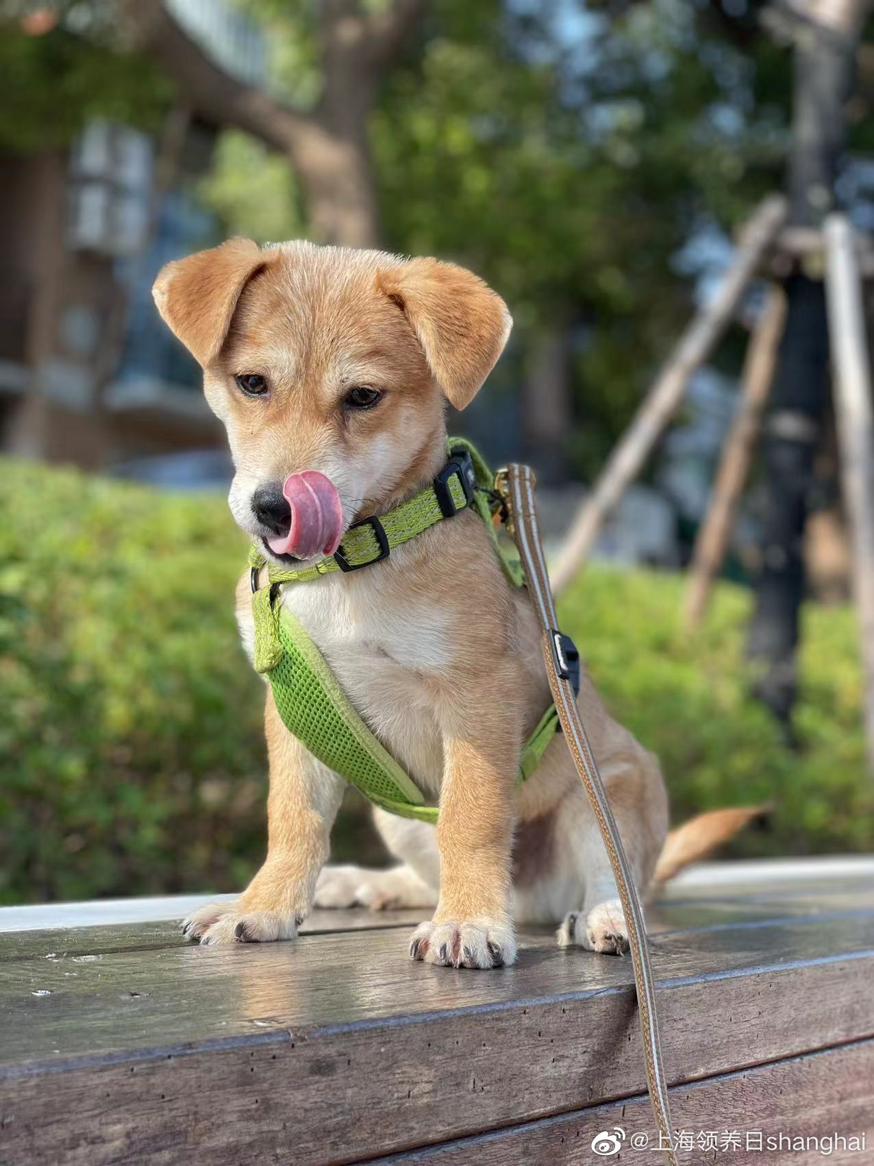 追风的狗狗,喜欢就快带回家吧!_新浪新闻