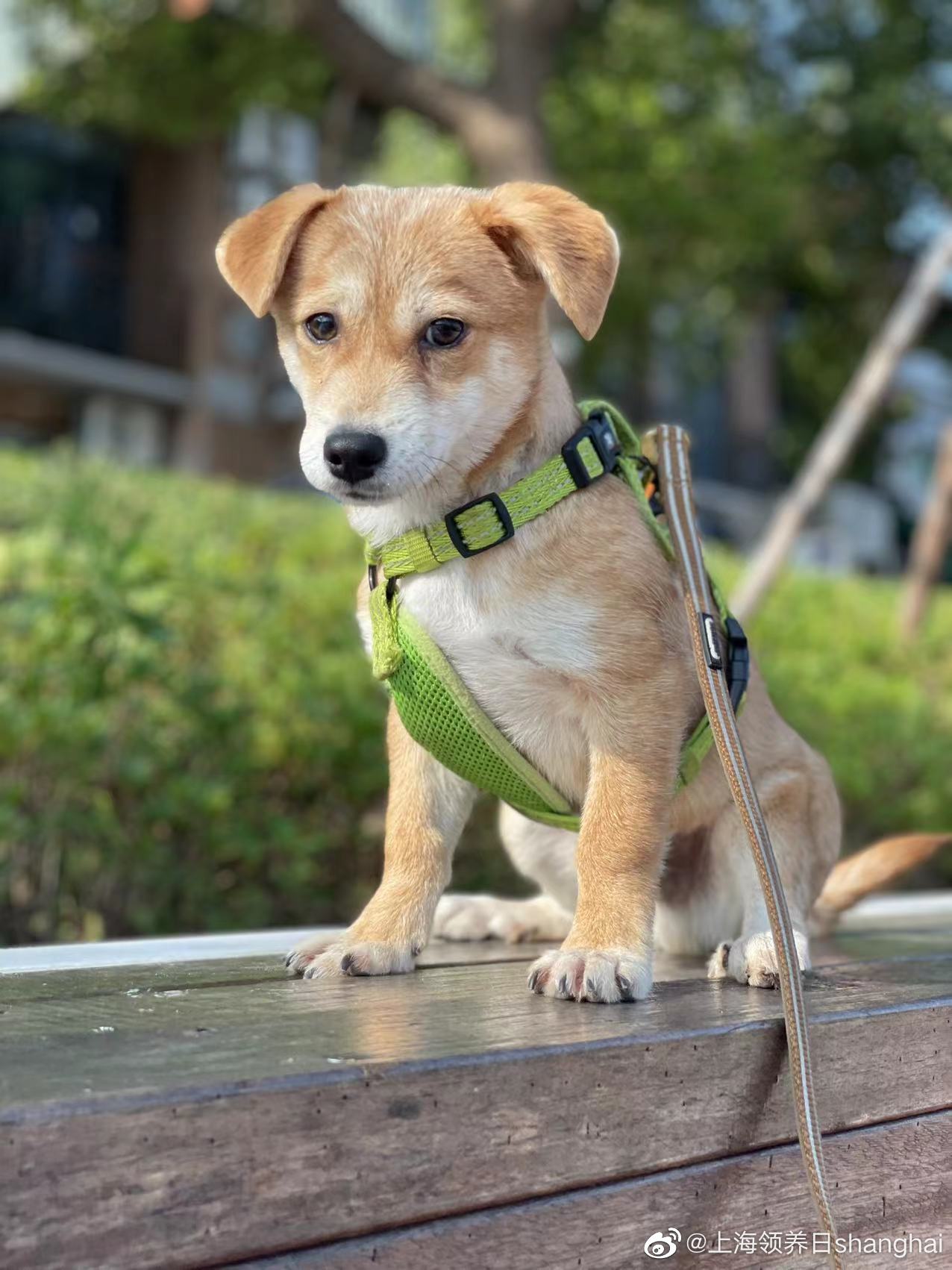 追风的狗狗,喜欢就快带回家吧!_新浪新闻