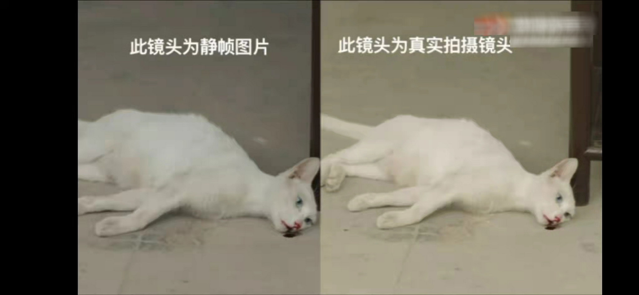 网友声讨《当家主母》毒死猫，剧组辟谣惹争议，却被扒出P图回应休闲区蓝鸢梦想 - Www.slyday.coM