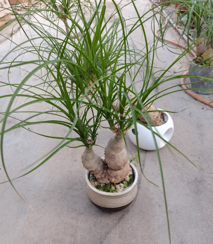 超适合懒人养的酒瓶兰丢阳台上1个月浇1次水悄悄就窜高了