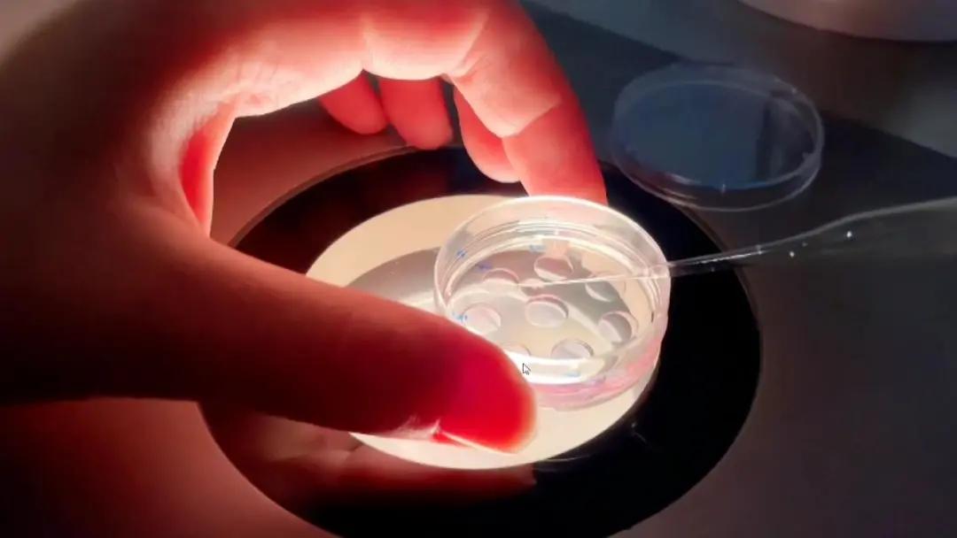 【以案普法】丈夫去世,妻子欲取回冷冻胚胎遭医院拒绝?法院判了休闲区蓝鸢梦想 - Www.slyday.coM 【以案普法】丈夫去世,妻子欲取回冷冻胚胎遭医院拒绝?法院判了休闲区蓝鸢梦想 - Www.slyday.coM