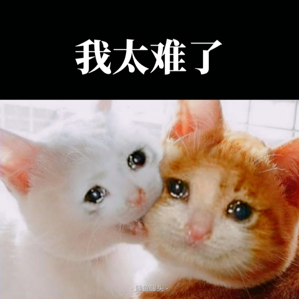 看这两只眼里含着泪的小猫咪,搭配上"我太难了",发到朋友圈是不是很能