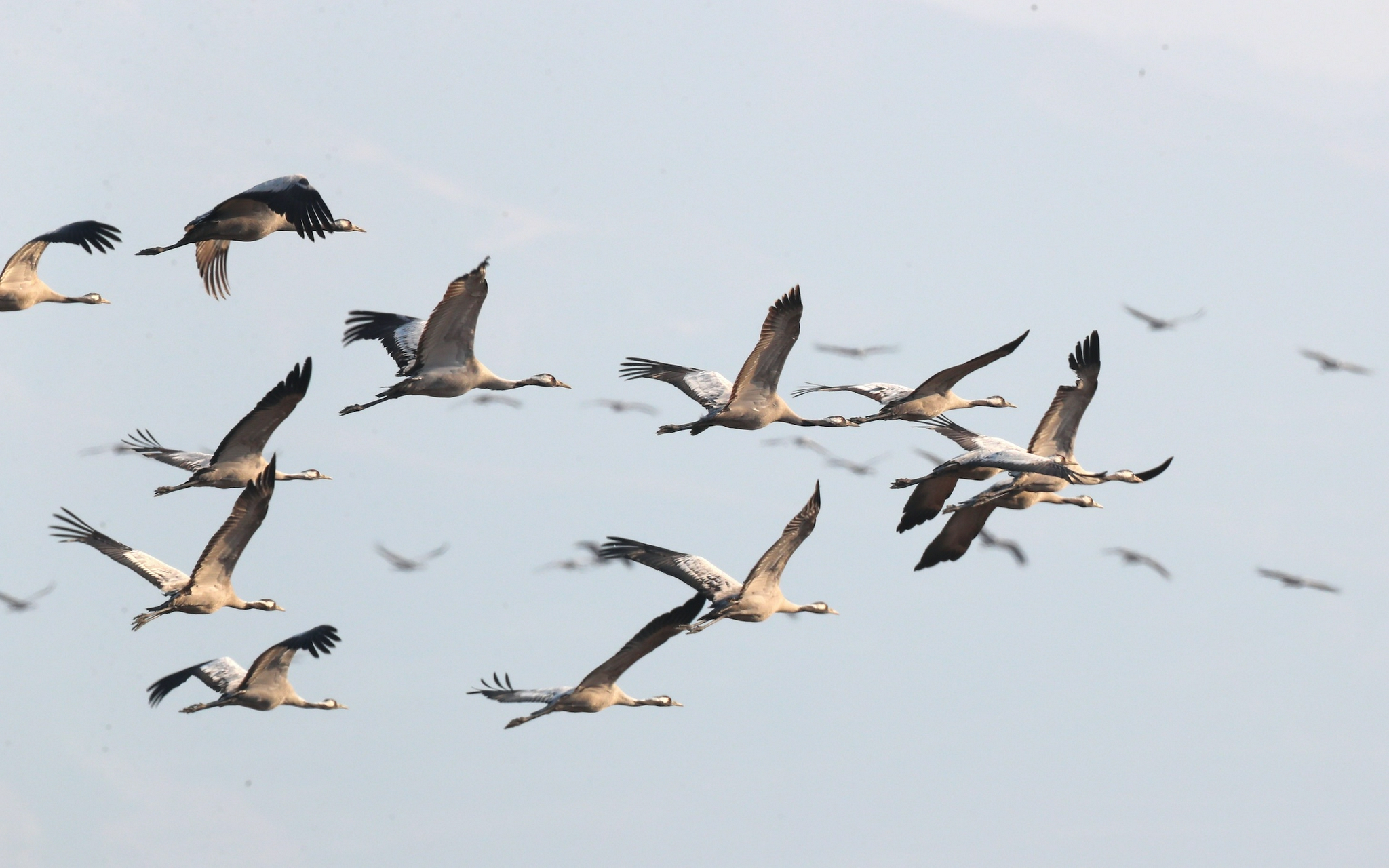迁徙候鸟在今冬的北京历经了一场短暂寒意的旅程