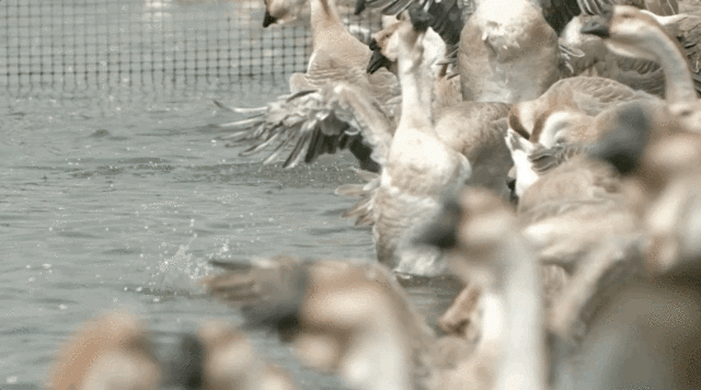 第2眼｜深圳叫停“学卤鹅领补贴”报名，潮式卤味的江湖不易闯！休闲区蓝鸢梦想 - Www.slyday.coM