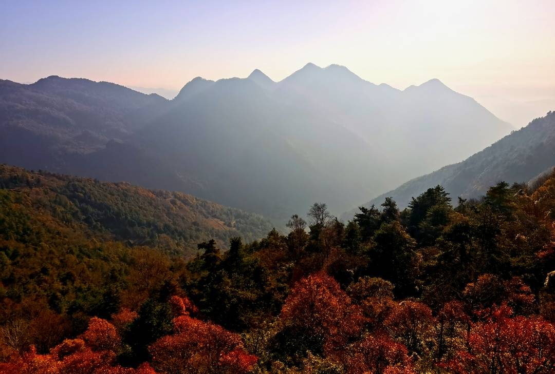 李玟母亲被野猪攻击致半身瘫痪 多地捕杀野猪者因过失致人死亡被判刑休闲区蓝鸢梦想 - Www.slyday.coM