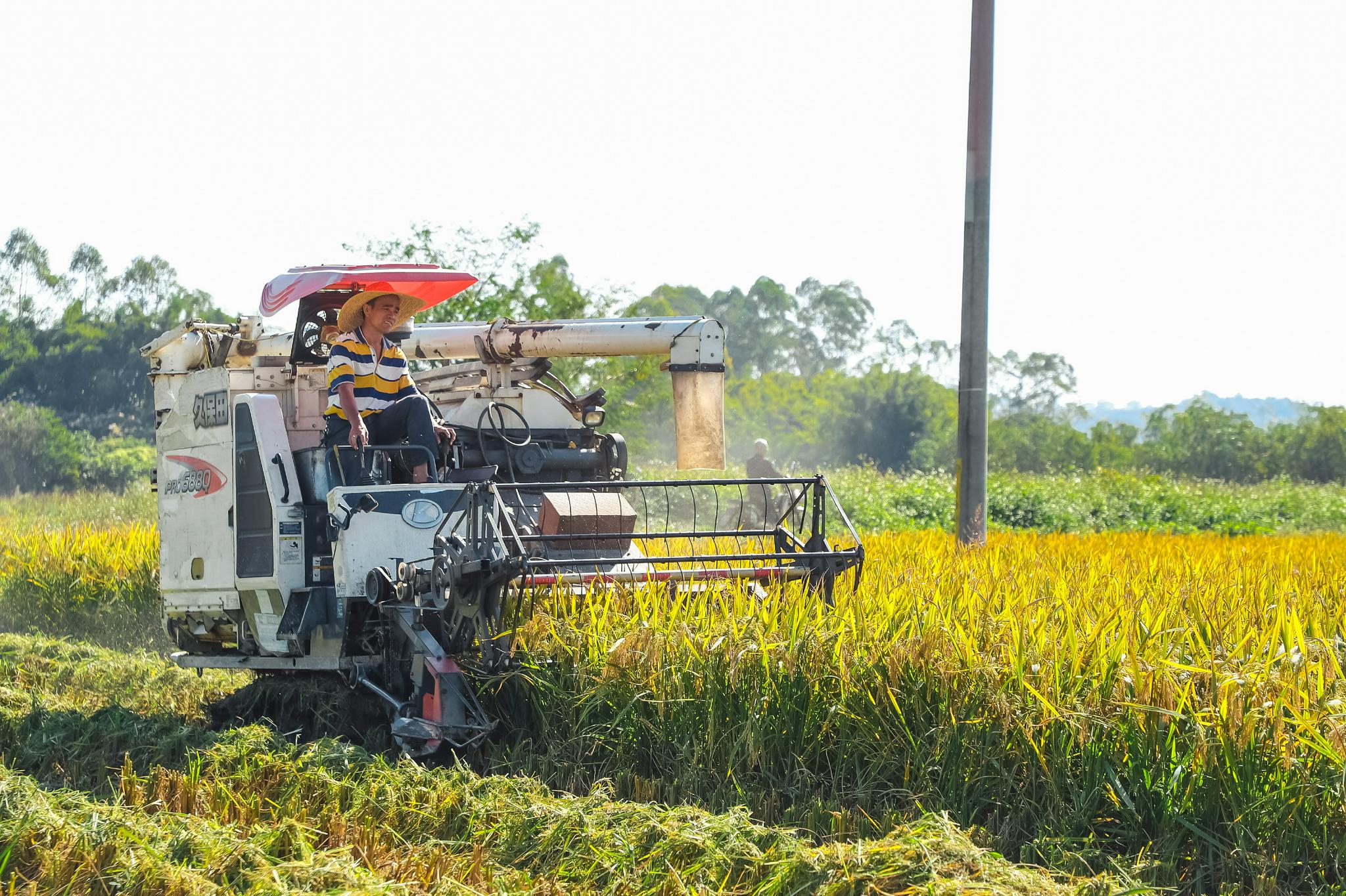 (测产现场,收割机正在收割晚稻.肖昆华 摄)
