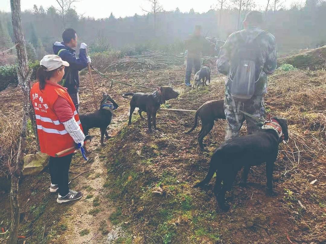 李玟母亲被野猪攻击致半身瘫痪 多地捕杀野猪者因过失致人死亡被判刑休闲区蓝鸢梦想 - Www.slyday.coM