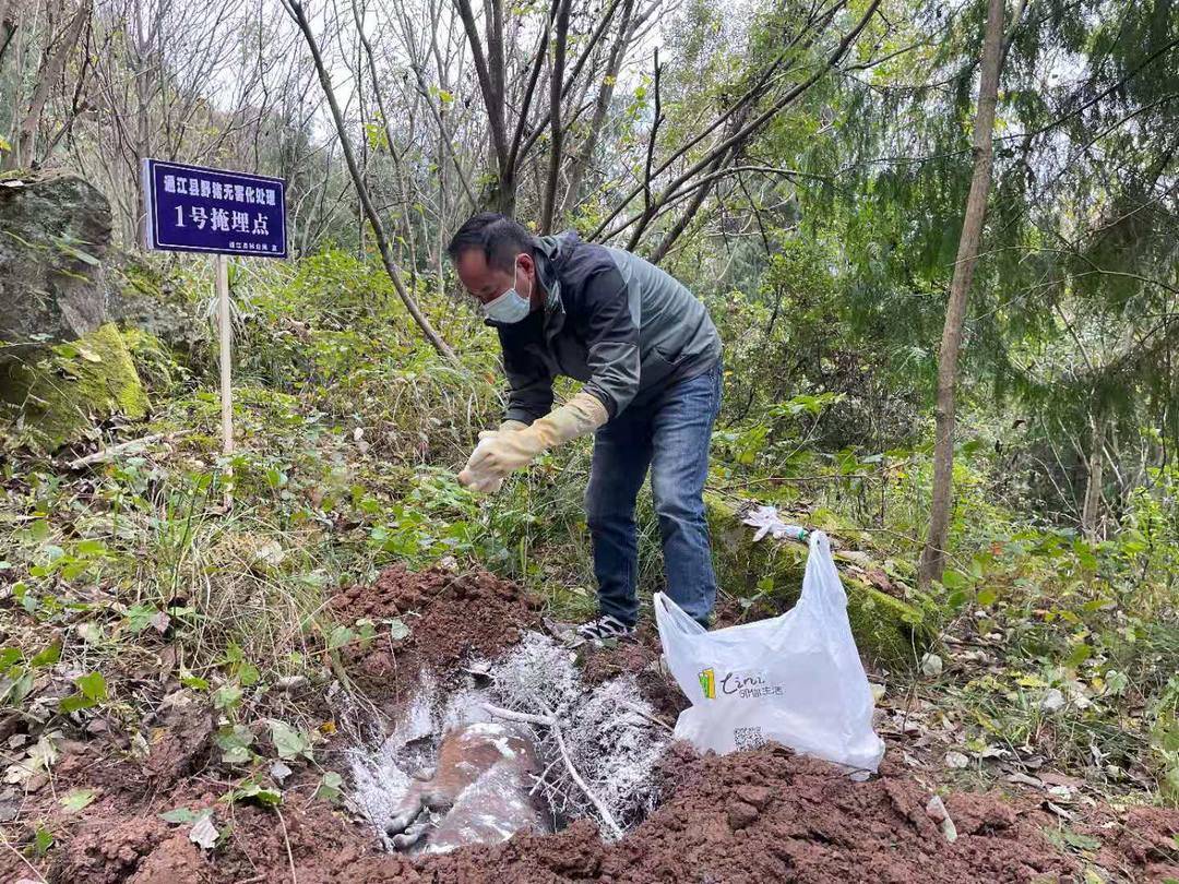 李玟母亲被野猪攻击致半身瘫痪 多地捕杀野猪者因过失致人死亡被判刑休闲区蓝鸢梦想 - Www.slyday.coM