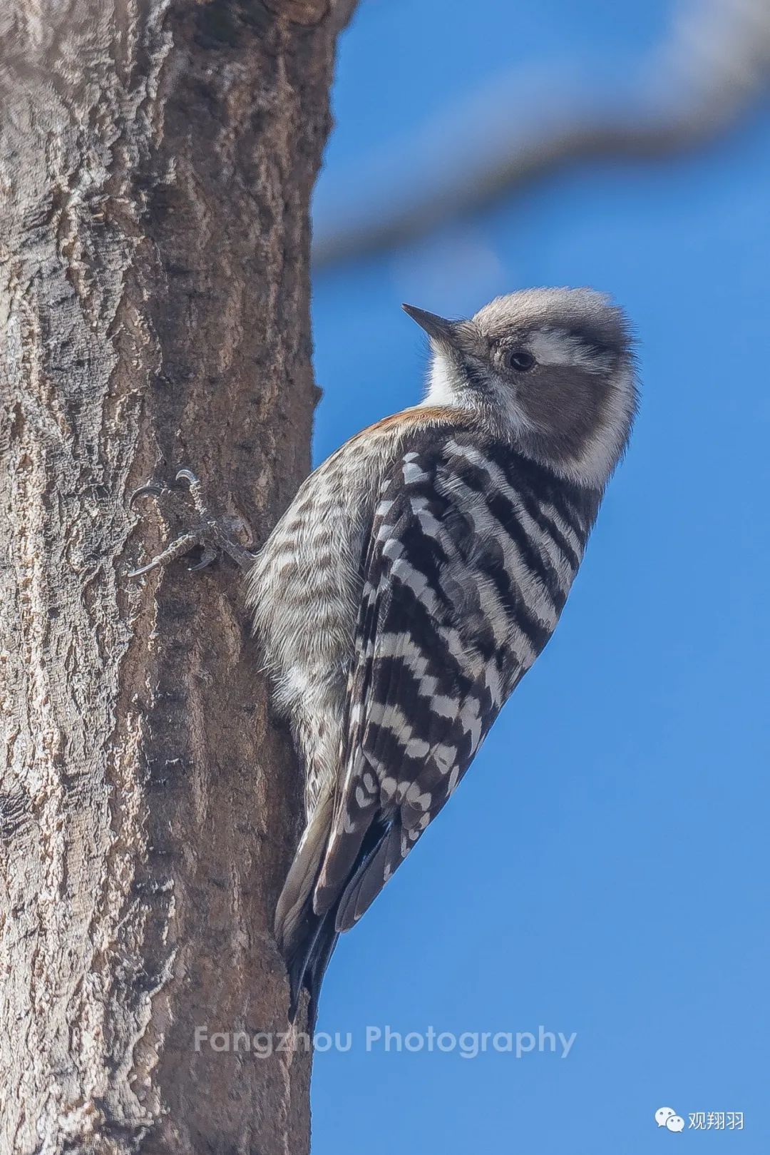 黄嘴栗啄木鸟是保护动物吗？