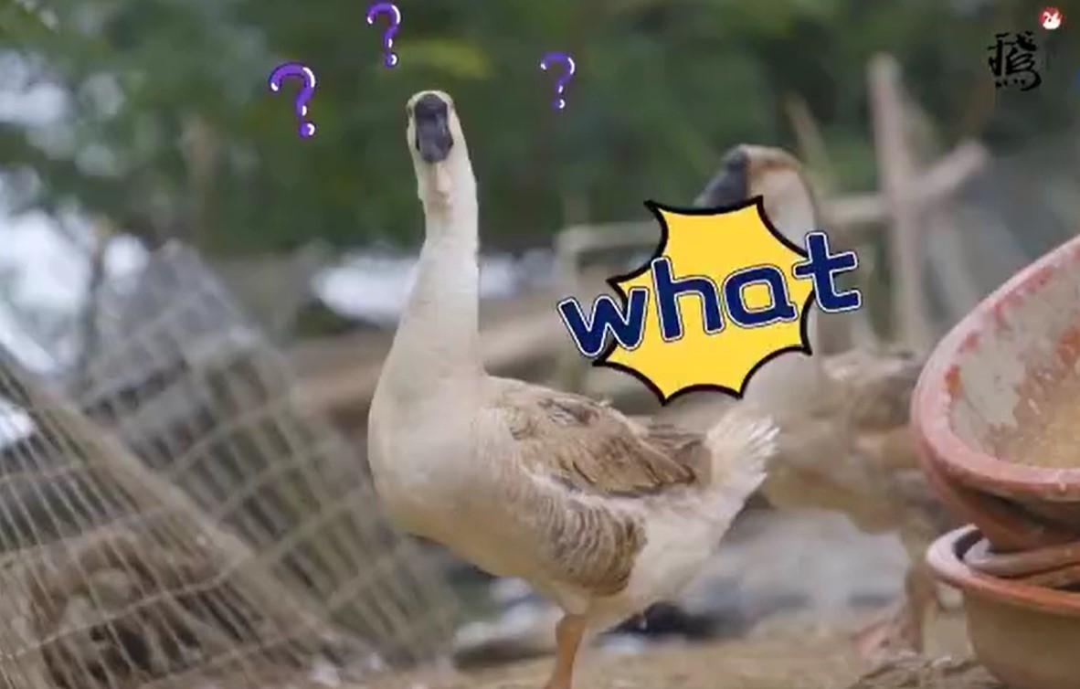 第2眼｜深圳叫停“学卤鹅领补贴”报名，潮式卤味的江湖不易闯！休闲区蓝鸢梦想 - Www.slyday.coM