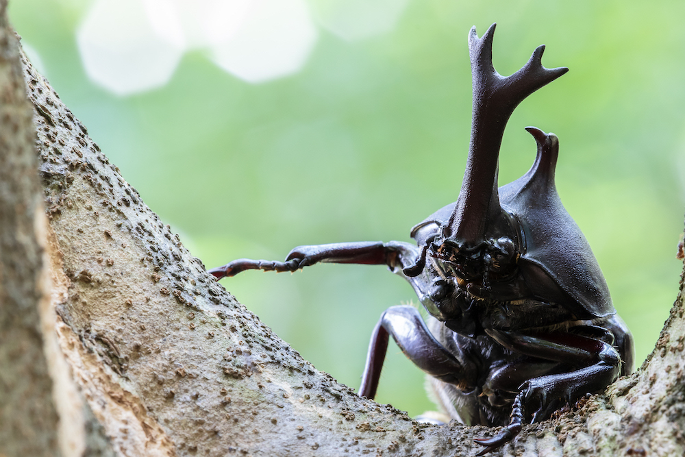 图为深受日本儿童喜欢的昆虫独角仙.&nbsp; 视觉中国 图