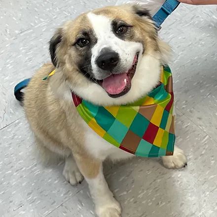 替即将失明的爱犬找个伴 网友领养回家后才发现 它们居然是亲兄妹 狗 爱犬 新浪新闻