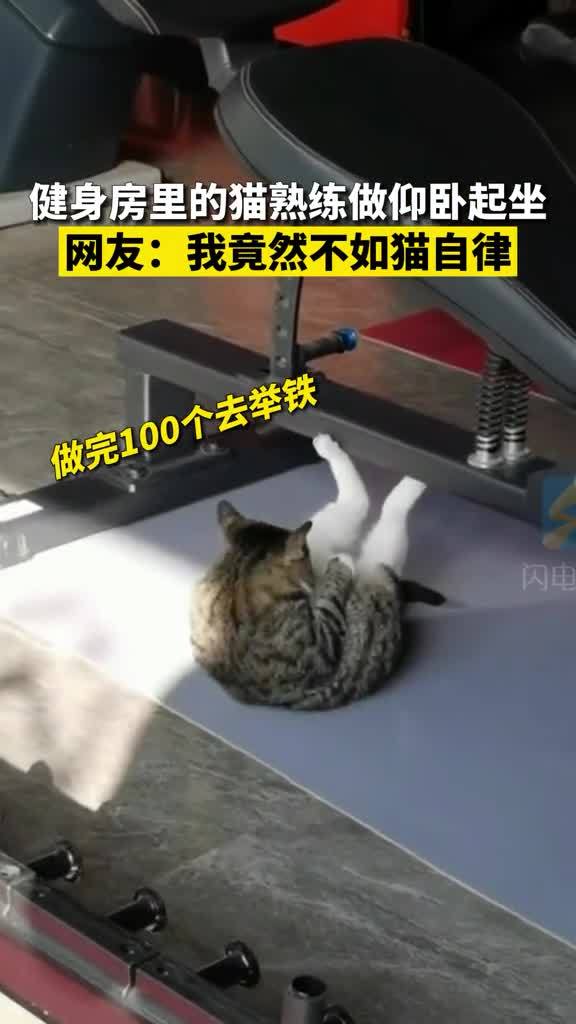 济宁健身房里小猫咪熟练做仰卧起坐