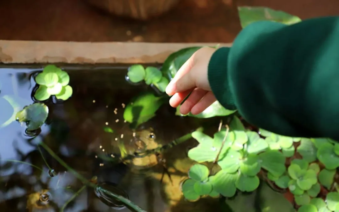 种花、种菜，和最好的姐妹做邻居，她们的都市田园生活太让人羡慕休闲区蓝鸢梦想 - Www.slyday.coM
