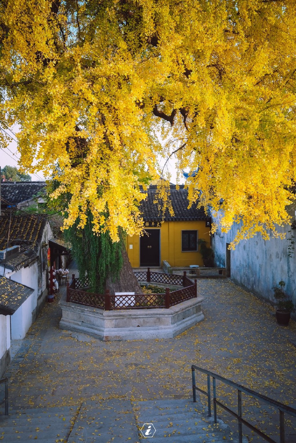 这棵千年古银杏,已达"颜值巅峰"