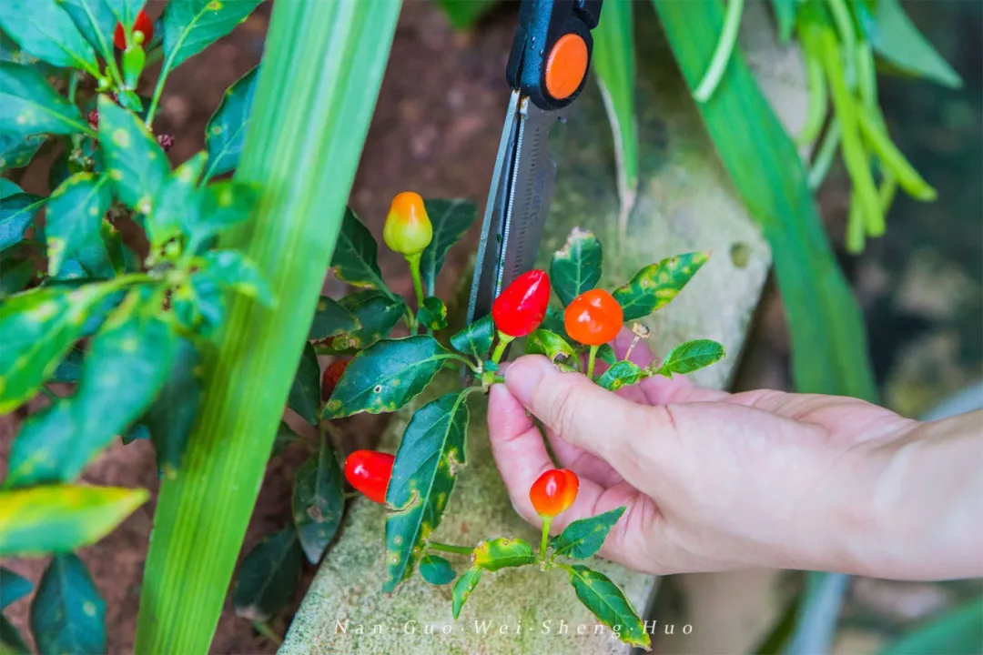 种花、种菜，和最好的姐妹做邻居，她们的都市田园生活太让人羡慕休闲区蓝鸢梦想 - Www.slyday.coM