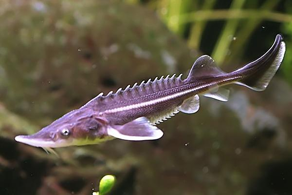 俄罗斯鲟鱼,隶属鲟形目软骨鱼类,吻钝无齿,背部有类似小山的骨板凸起