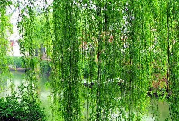 垂柳养眼