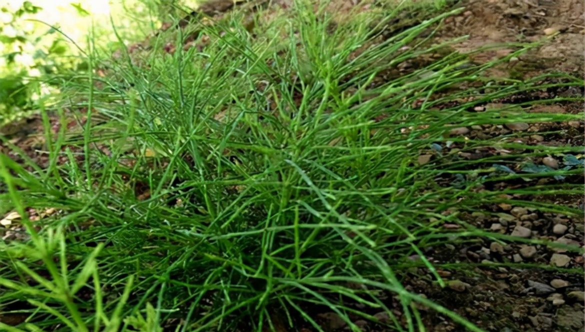 为了解开大家的好奇之心,接下来就把关于问荆的知识,一点点分享出来.