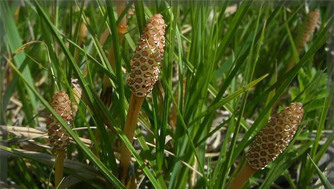 田间地头常见的野草沾土就活还能吸金手破了可弄碎抹上