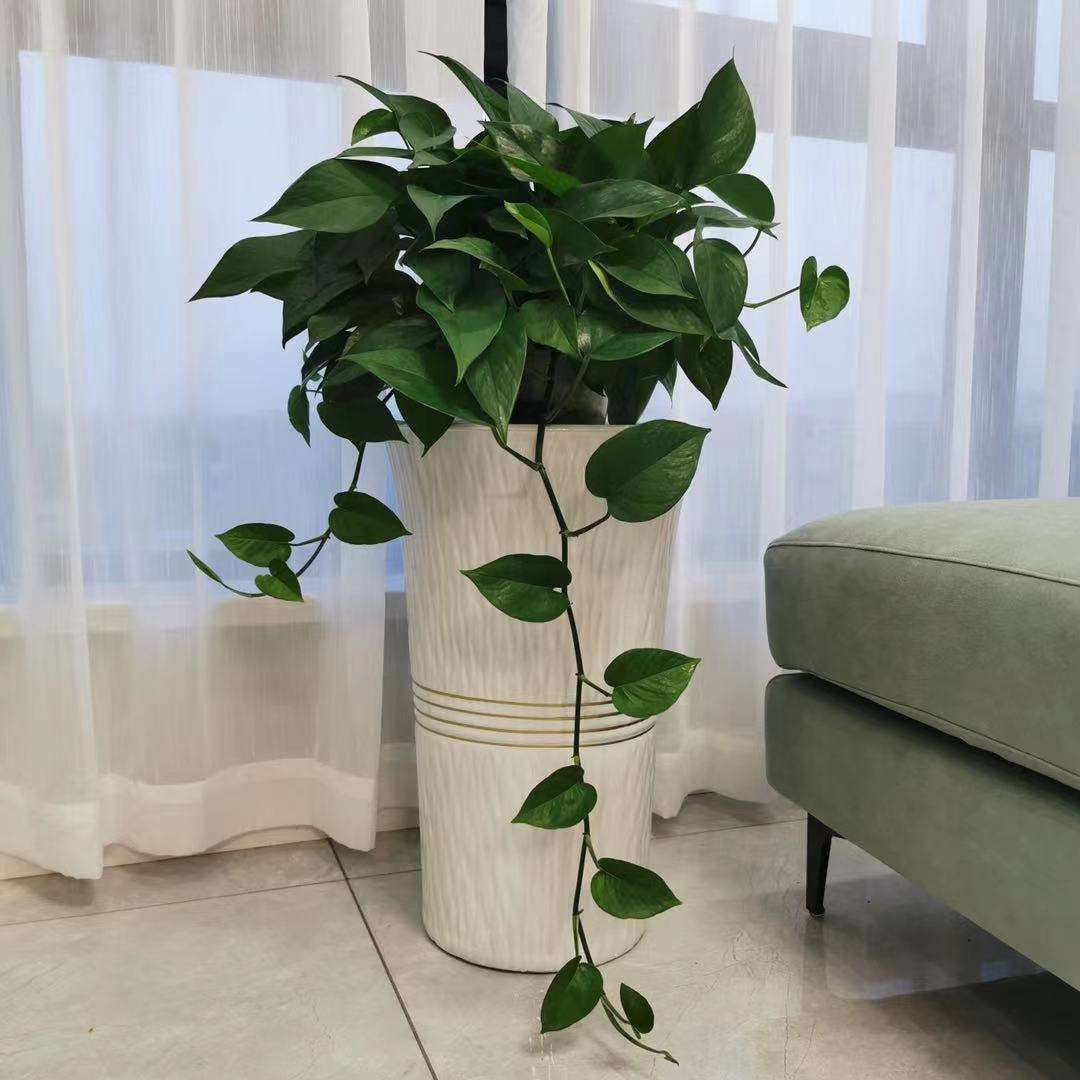 家里摆放绿萝,千万别放这2个地方,一放就黄叶赶快拿走|绿萝|黄叶|植物