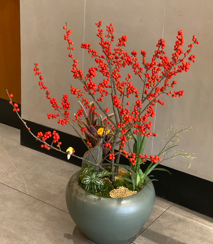 冬季盆栽新宠北美冬青养护好4点枝头挂满红果果