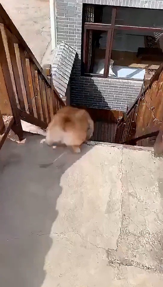 柯基原来是这样下楼梯的,连滚带爬_手机新浪网