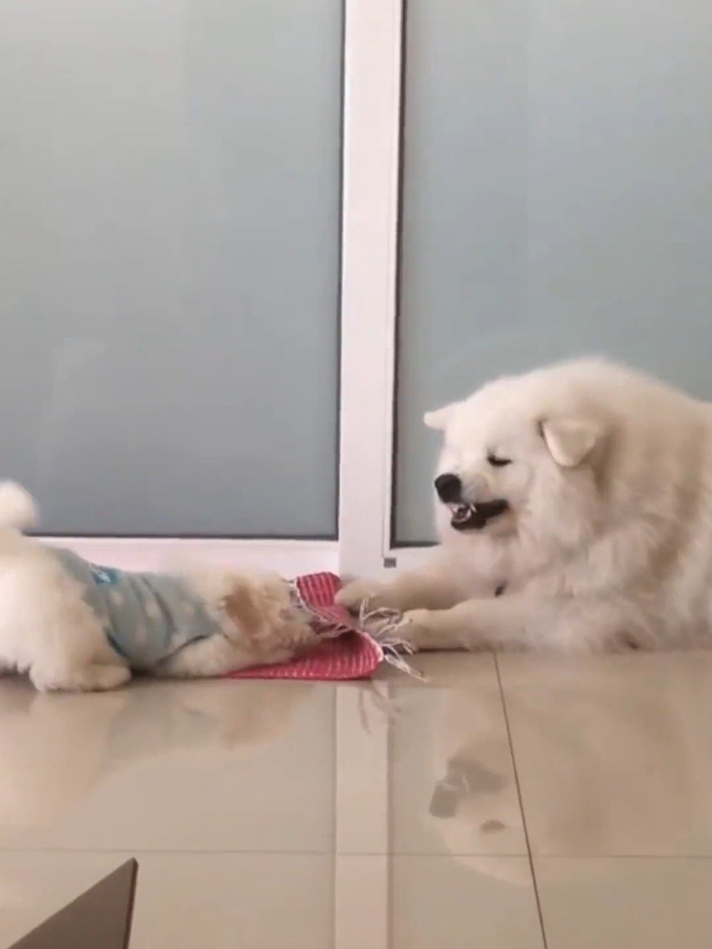 小东西还有两副面孔呢?