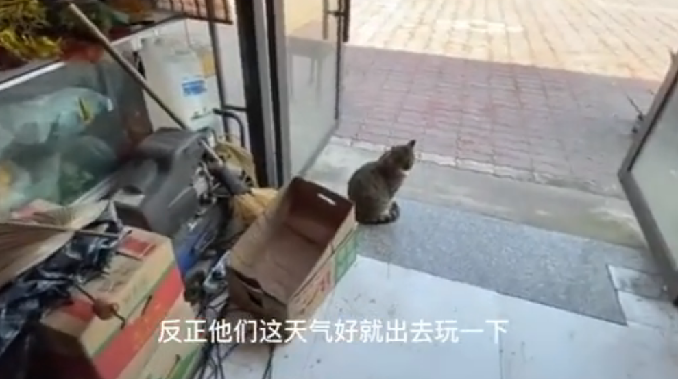 《当家主母》评分跌至3.4，蒋勤勤回应猫中毒争议，却被群嘲休闲区蓝鸢梦想 - Www.slyday.coM