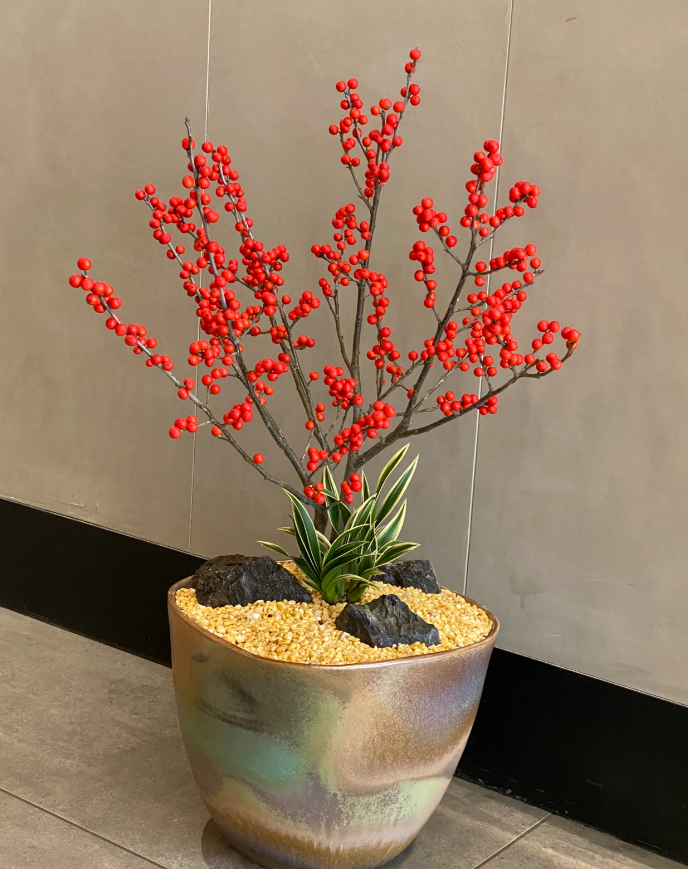 冬季盆栽"新宠"北美冬青,养护好4点,枝头挂满红果果|红果果|冬青|果实