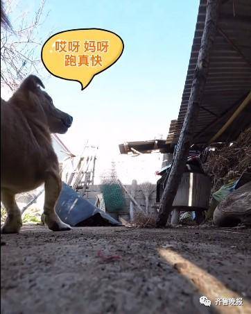 沉浸式的猫咪视角！山东农村有多绝？休闲区蓝鸢梦想 - Www.slyday.coM