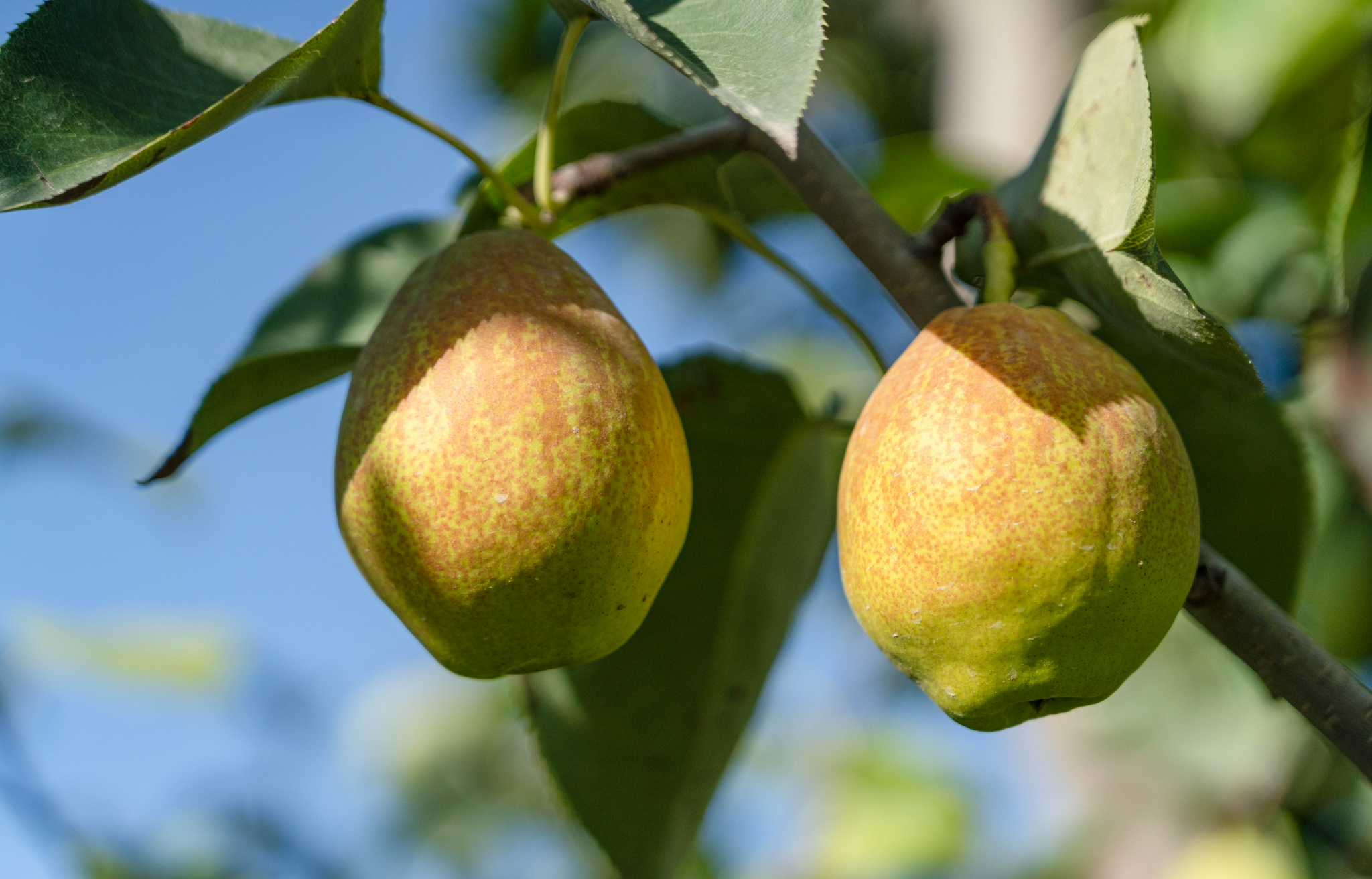 从逍遥镇胡辣汤到库尔勒香梨地名商标维权的未竟之问