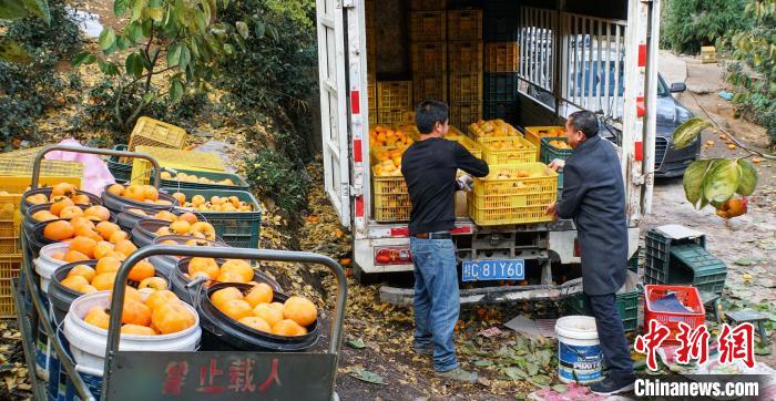 图为种植户将分拣好的柿子装车。蒋丰慧 摄